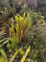 Phlegmariurus dentatus