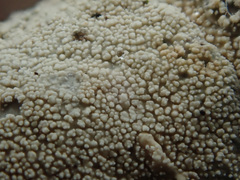 Lyomyces crustosus