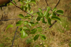 Lannea schweinfurthii