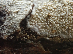 Lyomyces crustosus