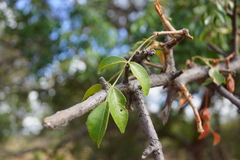 Lannea schweinfurthii