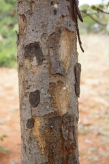 Lannea schweinfurthii