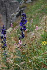 Aconitum plicatum