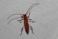 Cordylomera karschi