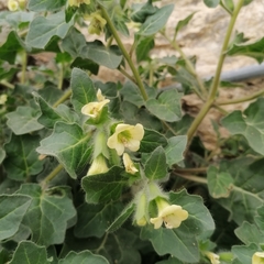 Hyoscyamus albus