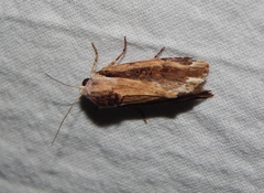 Tachosa brunnescens