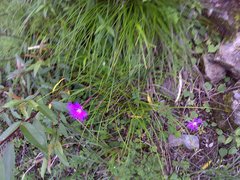 Dianthus pygmaeus