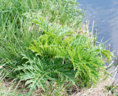 Heracleum mantegazzianum