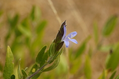 Megalochlamys revoluta cognata