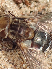 Gonia ornata