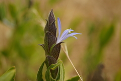Megalochlamys revoluta cognata