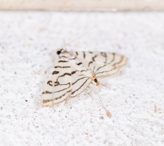Conchylodes ovulalis