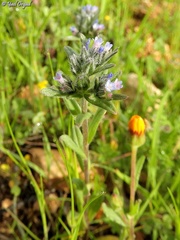 Buglossoides incrassata