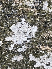 Trapelia placodioides