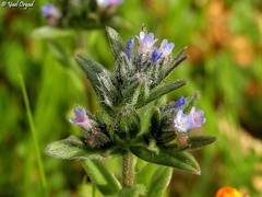 Buglossoides incrassata
