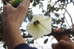 Distimake kentrocaulos