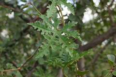 Distimake kentrocaulos