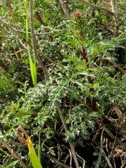 Scrophularia rubricaulis