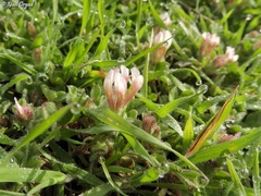 Trifolium eriosphaerum