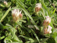 Trifolium eriosphaerum