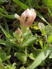 Trifolium eriosphaerum