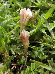 Trifolium eriosphaerum