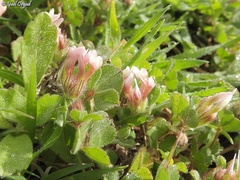 Trifolium eriosphaerum