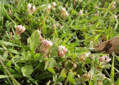 Trifolium eriosphaerum