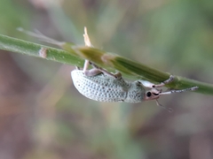 Compsus auricephalus