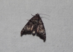 Marathyssa albidisca