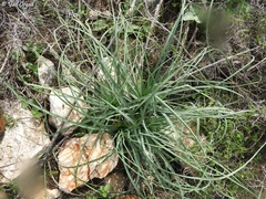 Asphodeline brevicaulis