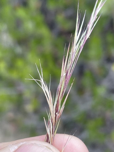 Aristida adscensionis
