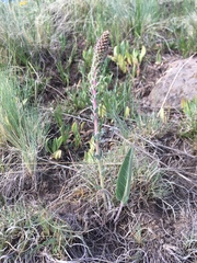 Veronica plantaginea