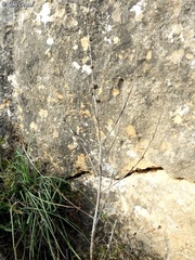 Asphodeline brevicaulis