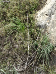 Asphodeline brevicaulis