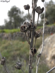Asphodeline brevicaulis