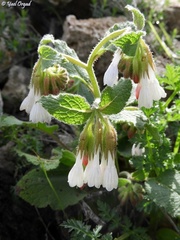 Symphytum brachycalyx