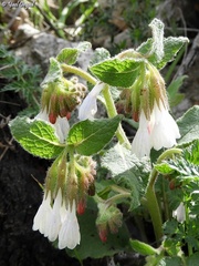 Symphytum brachycalyx