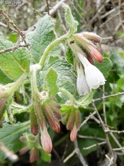 Symphytum brachycalyx