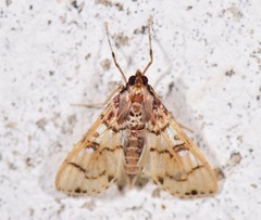 Azochis rufidiscalis