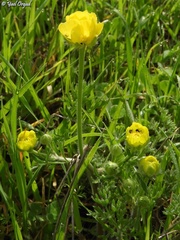 Ranunculus millefolius