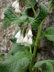 Symphytum brachycalyx