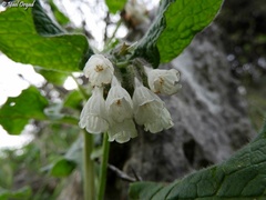 Symphytum brachycalyx