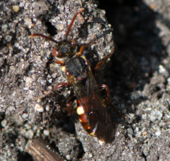 Nomada ferruginata