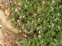 Trifolium eriosphaerum