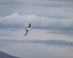 Larus michahellis