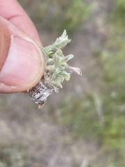 Gamochaeta stagnalis