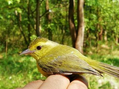Vireo hypochryseus