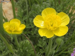 Ranunculus millefolius