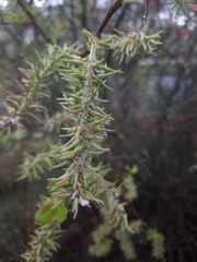 Salix atrocinerea